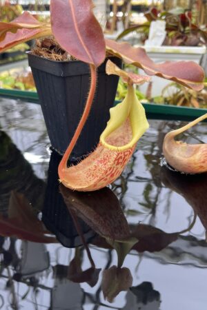 Close Up of Nepenthes veitchii x maxima | Borneo Exotics | BE-4061 | IN26842