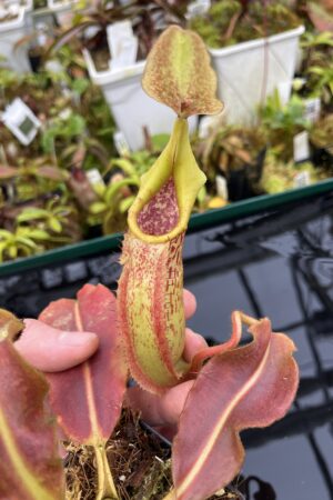 Close Up of Nepenthes veitchii x maxima | Borneo Exotics | BE-4061 | IN26843