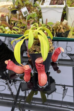 Close Up of Nepenthes ventricosa | Borneo Exotics | BE-3771 | IN26844