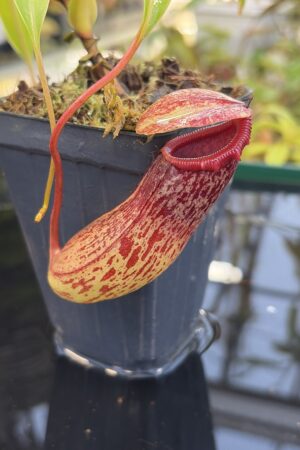 Close Up of Nepenthes ventricosa Madja-as | Borneo Exotics | BE-3278 | IN26940