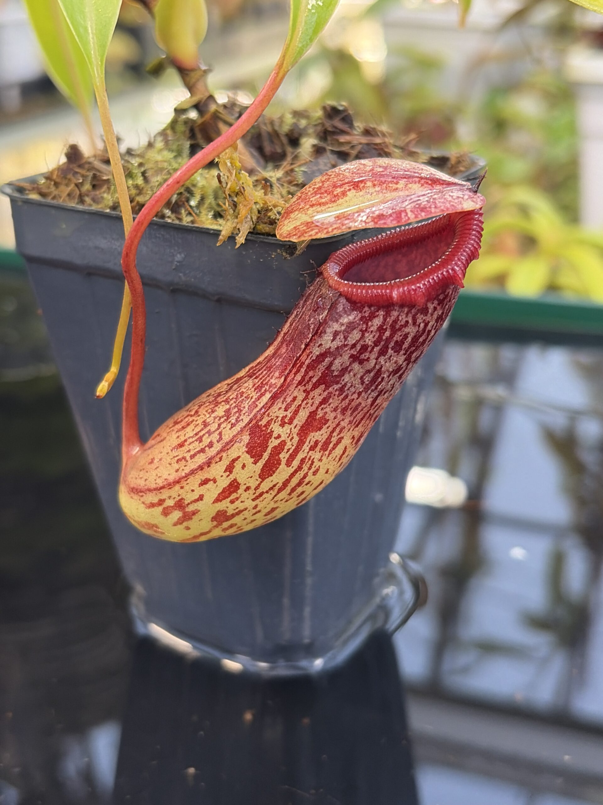 Close Up of Nepenthes ventricosa Madja-as | Borneo Exotics | BE-3278 | IN26940