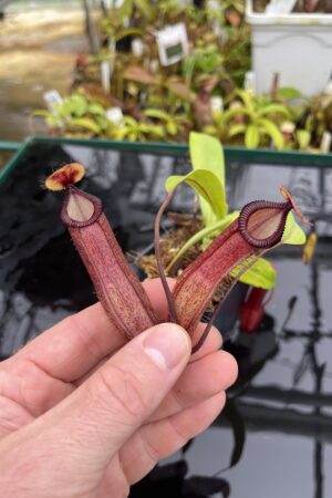 Close Up of Nepenthes ventricosa x hamata | Borneo Exotics | BE-3672 | IN26790