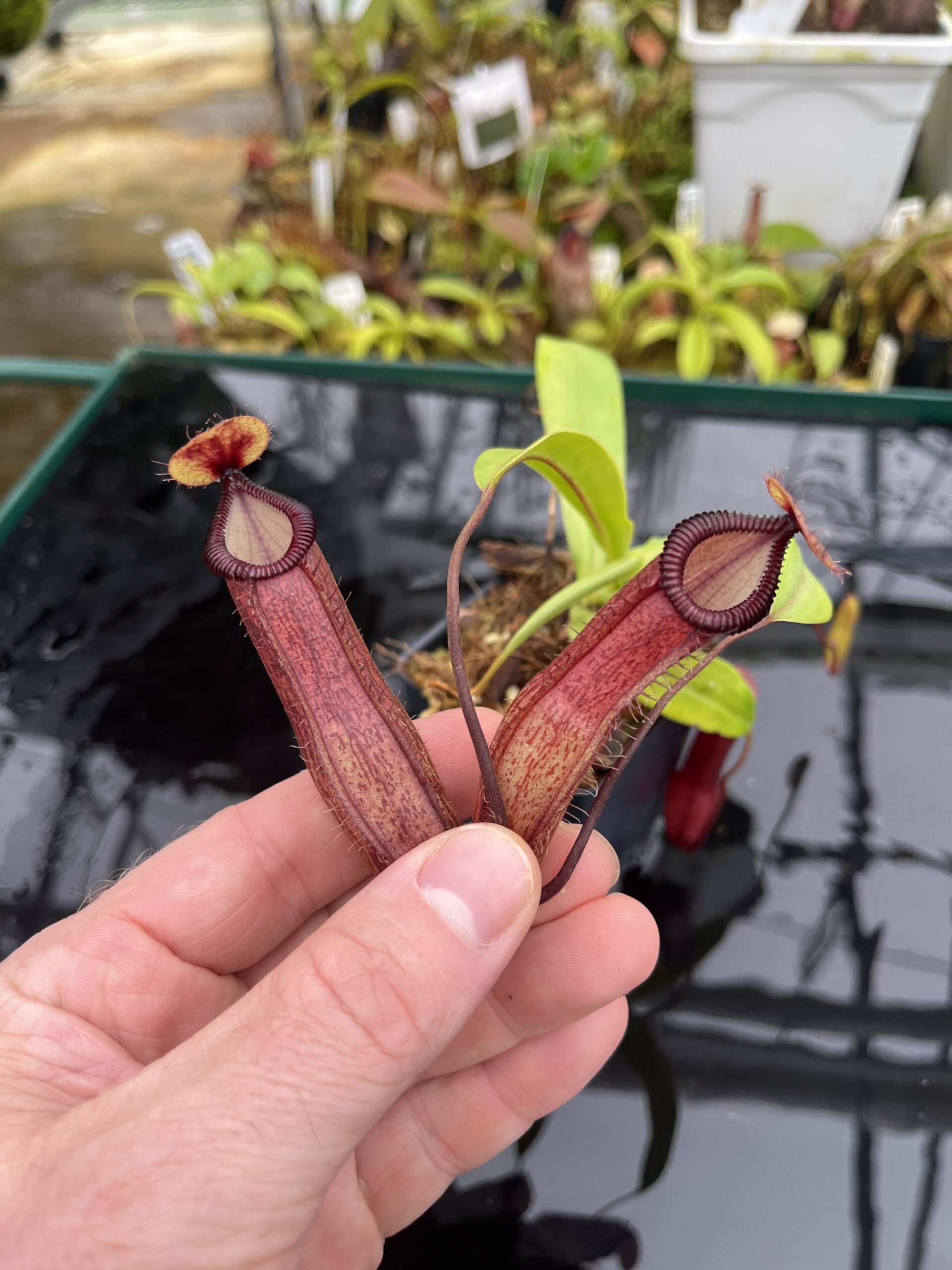 Close Up of Nepenthes ventricosa x hamata | Borneo Exotics | BE-3672 | IN26790