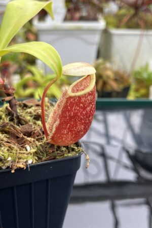 Close Up of Nepenthes ventricosa x rafflesiana | Borneo Exotics | BE-3733 | IN26784