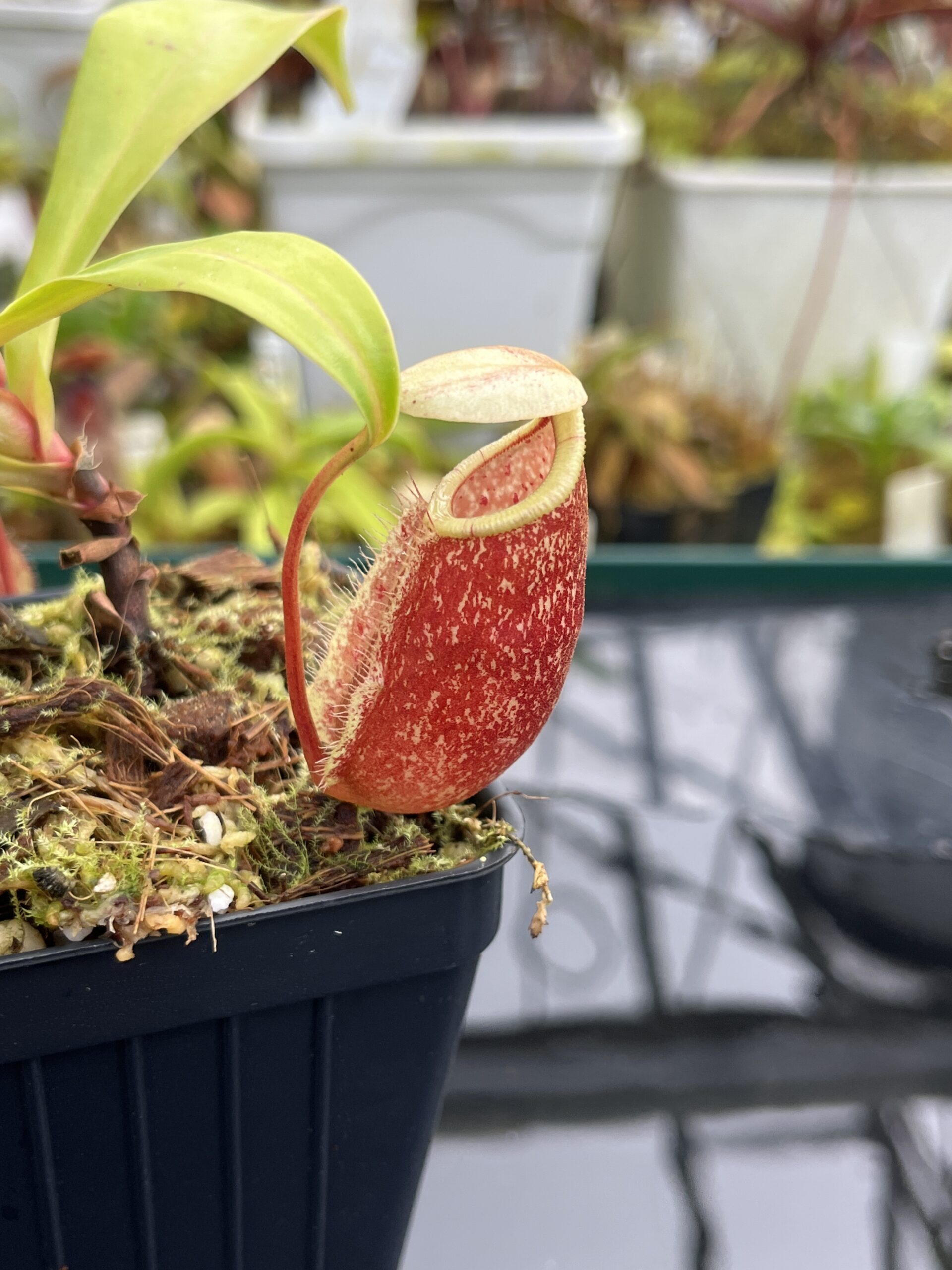 Close Up of Nepenthes ventricosa x rafflesiana | Borneo Exotics | BE-3733 | IN26784