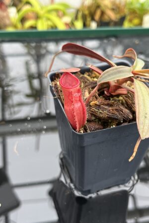 Close Up of Nepenthes vieillardii | Borneo Exotics | BE-3224 | L26797