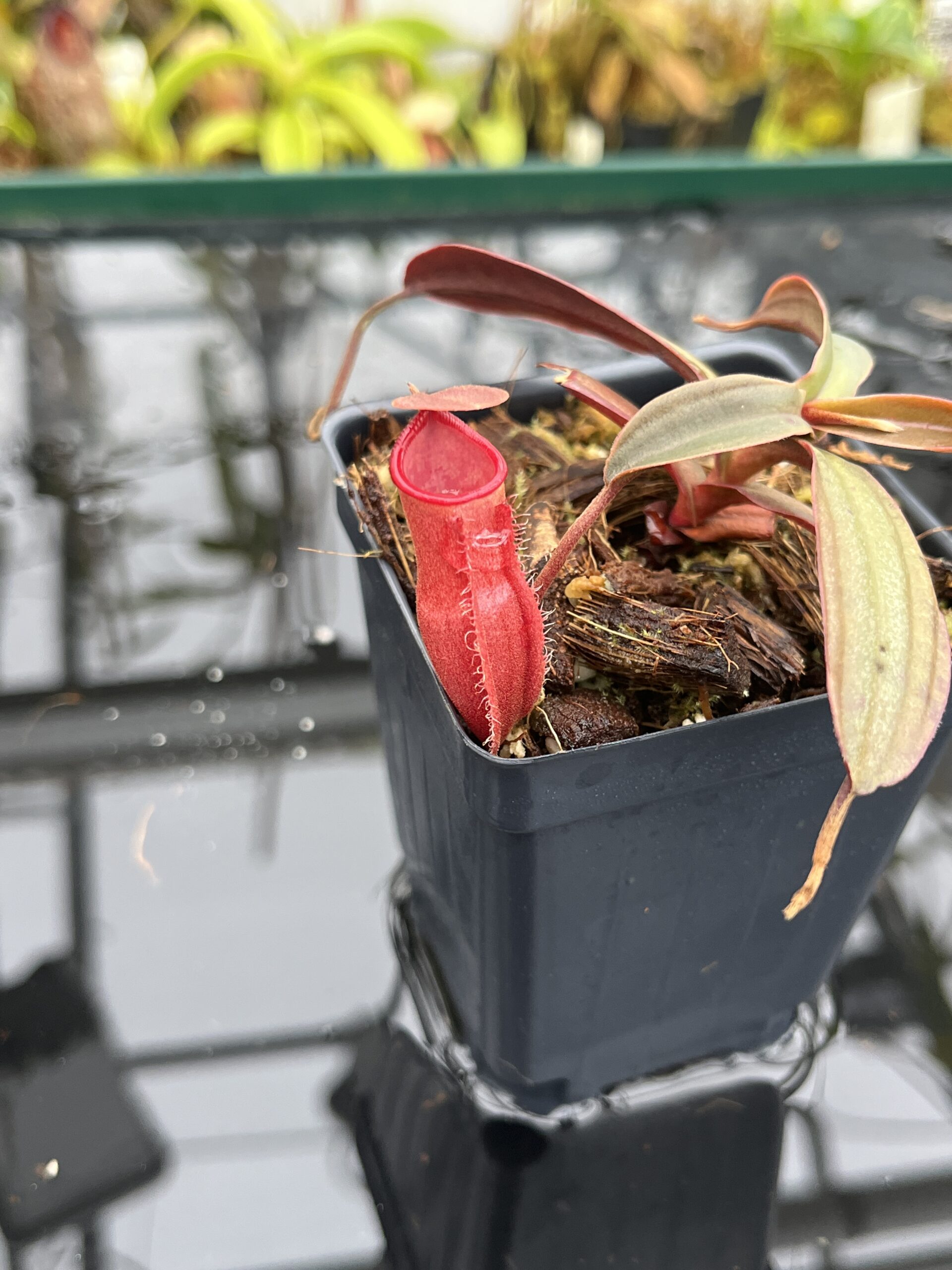Close Up of Nepenthes vieillardii | Borneo Exotics | BE-3224 | L26797