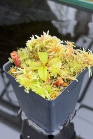 Close Up of Nepenthes villosa (Mt. Kinabalu Borneo) | Andreas Wistuba | AW-08 | H26926