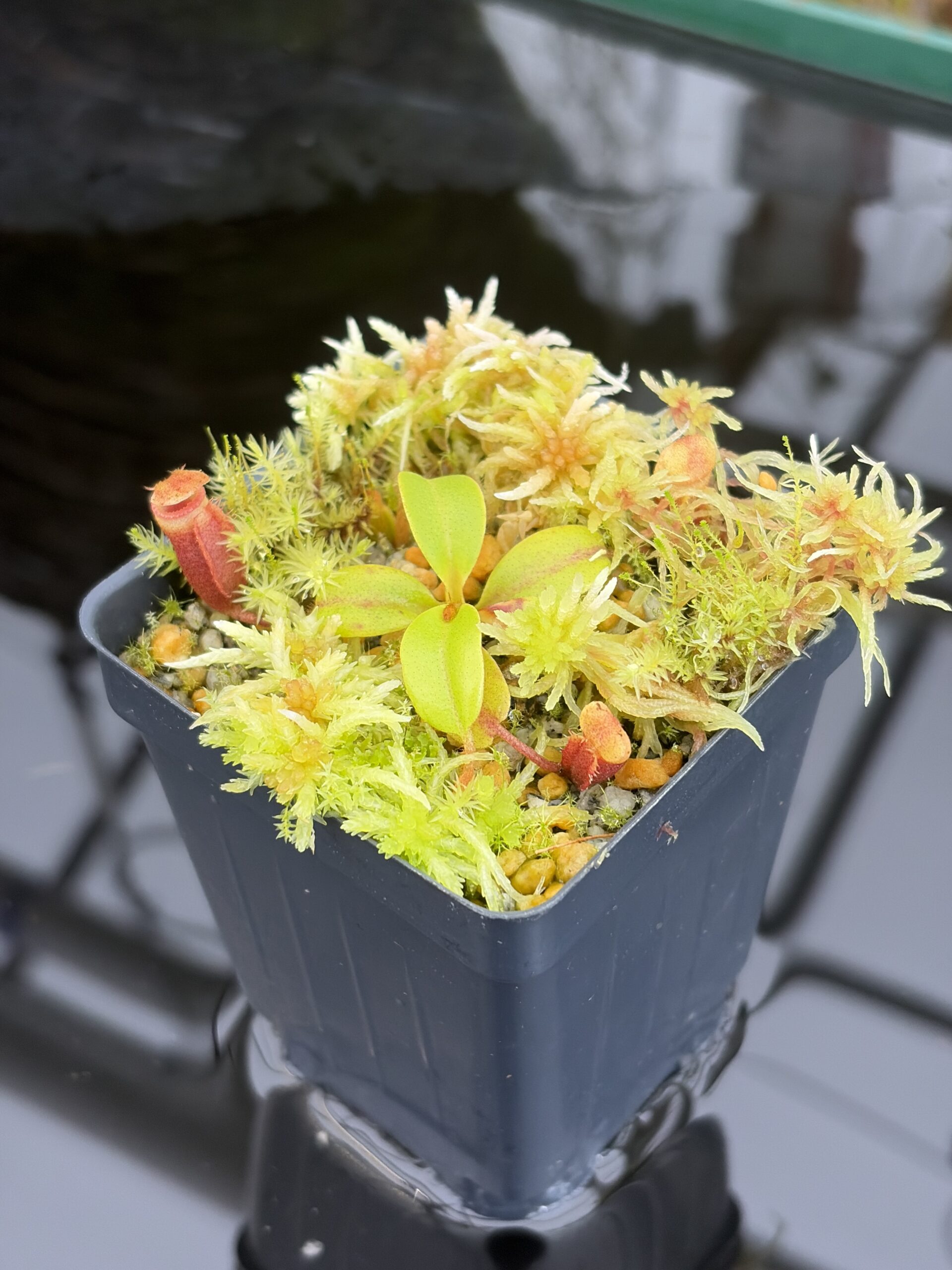 Close Up of Nepenthes villosa (Mt. Kinabalu Borneo) | Andreas Wistuba | AW-08 | H26926
