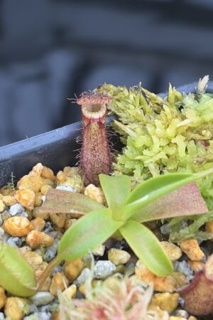 Close Up of Nepenthes villosa x edwardsiana | Clone 1 | Jeremiah Harris | JH-322.01 | H26933