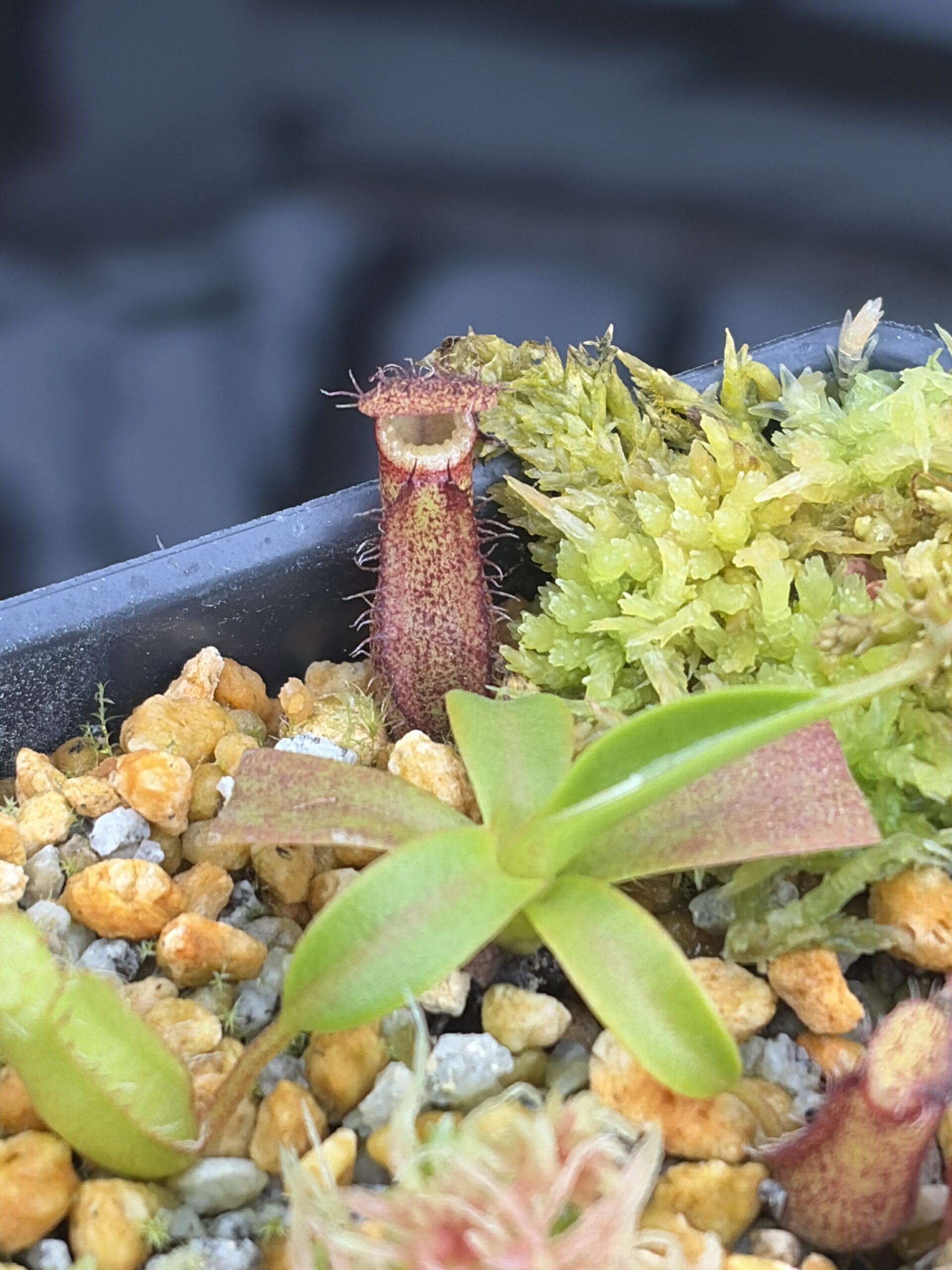 Close Up of Nepenthes villosa x edwardsiana | Clone 1 | Jeremiah Harris | JH-322.01 | H26933
