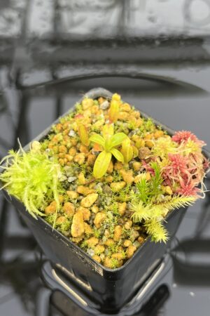 Close Up of Nepenthes villosa x edwardsiana | Clone 7 | Jeremiah Harris | JH-322.07 | H26821