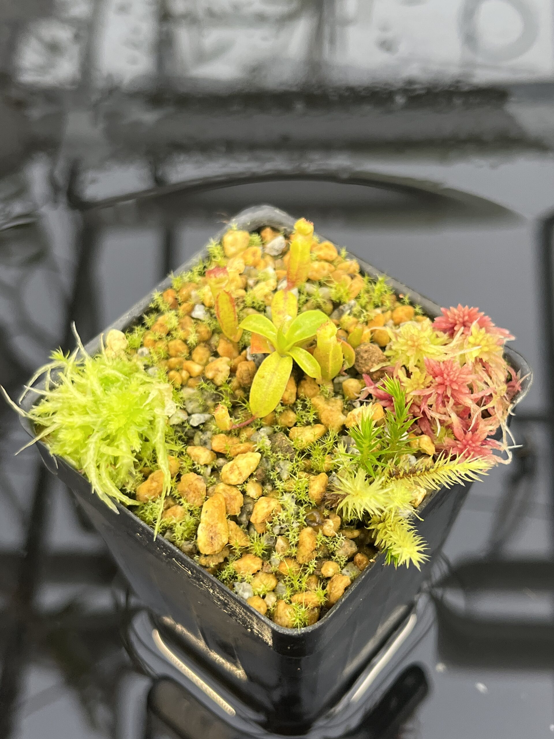 Close Up of Nepenthes villosa x edwardsiana | Clone 7 | Jeremiah Harris | JH-322.07 | H26821