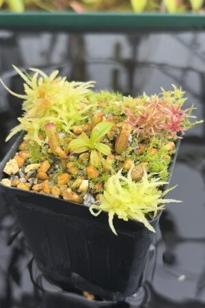 Close Up of Nepenthes villosa x edwardsiana | Clone 7 | Jeremiah Harris | JH-322.07 | H26931