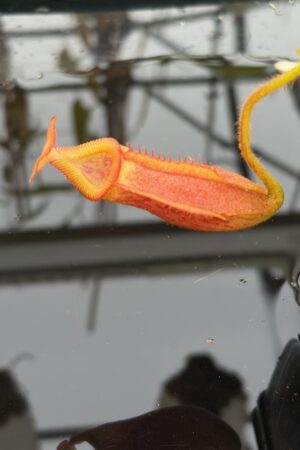 Close Up of Nepenthes villosa x veitchii | Borneo Exotics | BE-4016 | IN26950