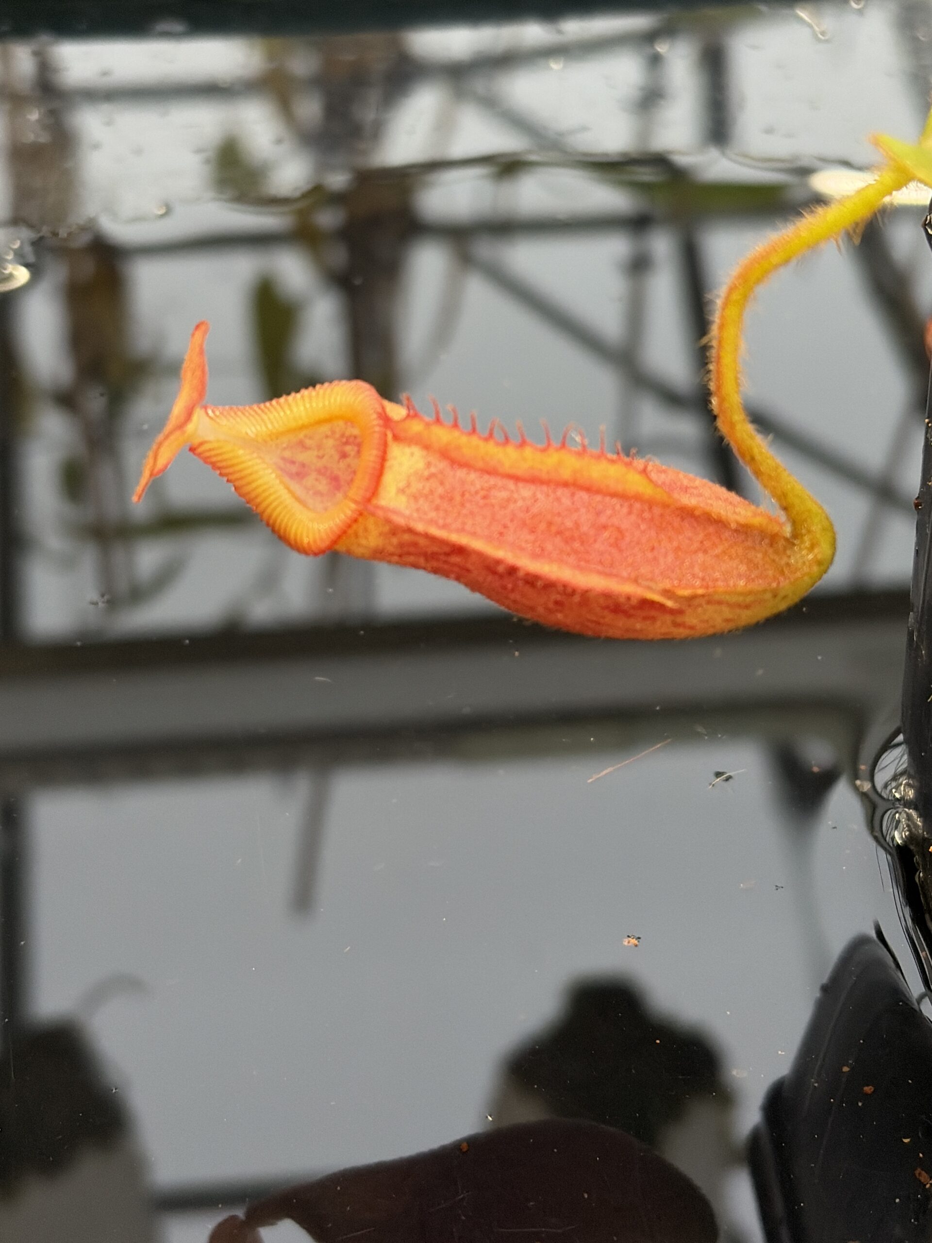 Close Up of Nepenthes villosa x veitchii | Borneo Exotics | BE-4016 | IN26950