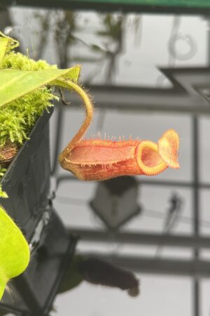 Close Up of Nepenthes villosa x veitchii 'Gold Rush' - Solid Yellow Peristome | Borneo Exotics | BE-4606 | IN26858