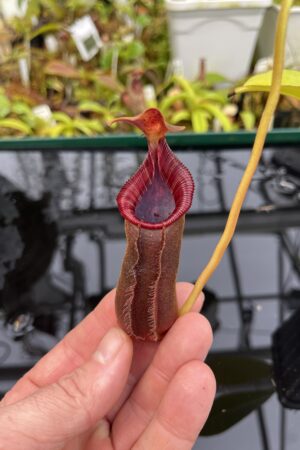 Close Up of Nepenthes xTrusmadiensis (G. Trusmadi, Borneo) | Andreas Wistuba | AW-01 | H26861