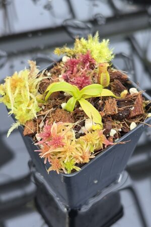 Close Up of Nepenthes xtrusmadiensis | Florae Collaborative | FC-144.01 | H26989