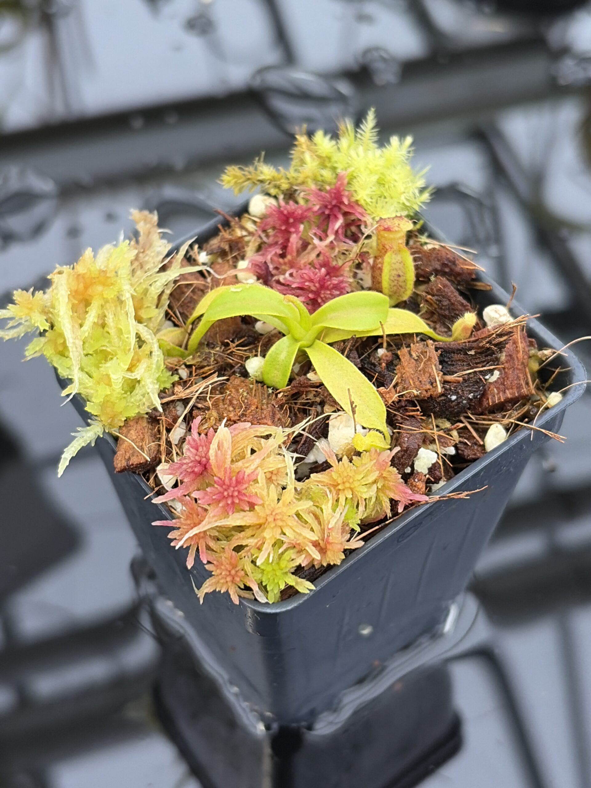 Close Up of Nepenthes xtrusmadiensis | Florae Collaborative | FC-144.01 | H26989