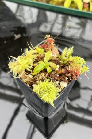 Close Up of Nepenthes xtrusmadiensis | Florae Collaborative | FC-144.02 | H26815