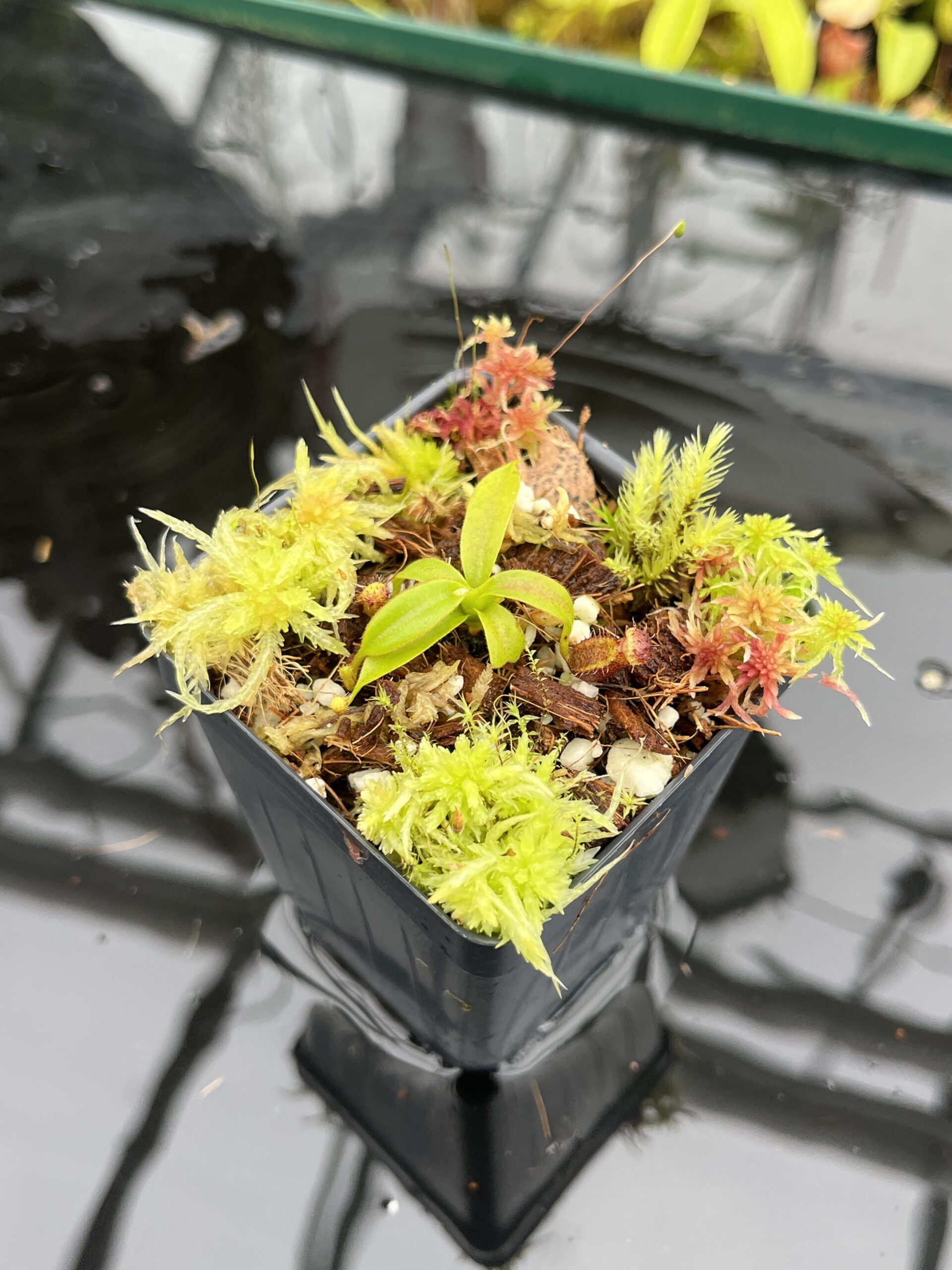 Close Up of Nepenthes xtrusmadiensis | Florae Collaborative | FC-144.02 | H26815