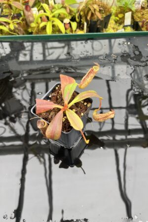 Close Up of Nepenthes zakriana | Borneo Exotics | BE-3465 | IN26798