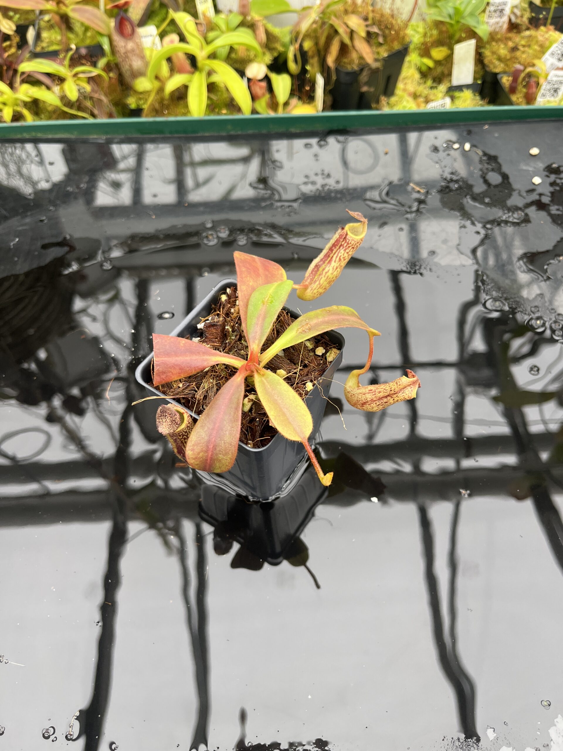Close Up of Nepenthes zakriana | Borneo Exotics | BE-3465 | IN26798