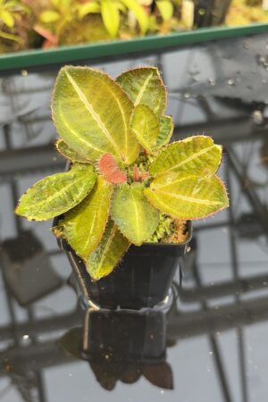 Close Up of Phyllagathis sp (Indonesia) | Florae Collaborative | | IN26947