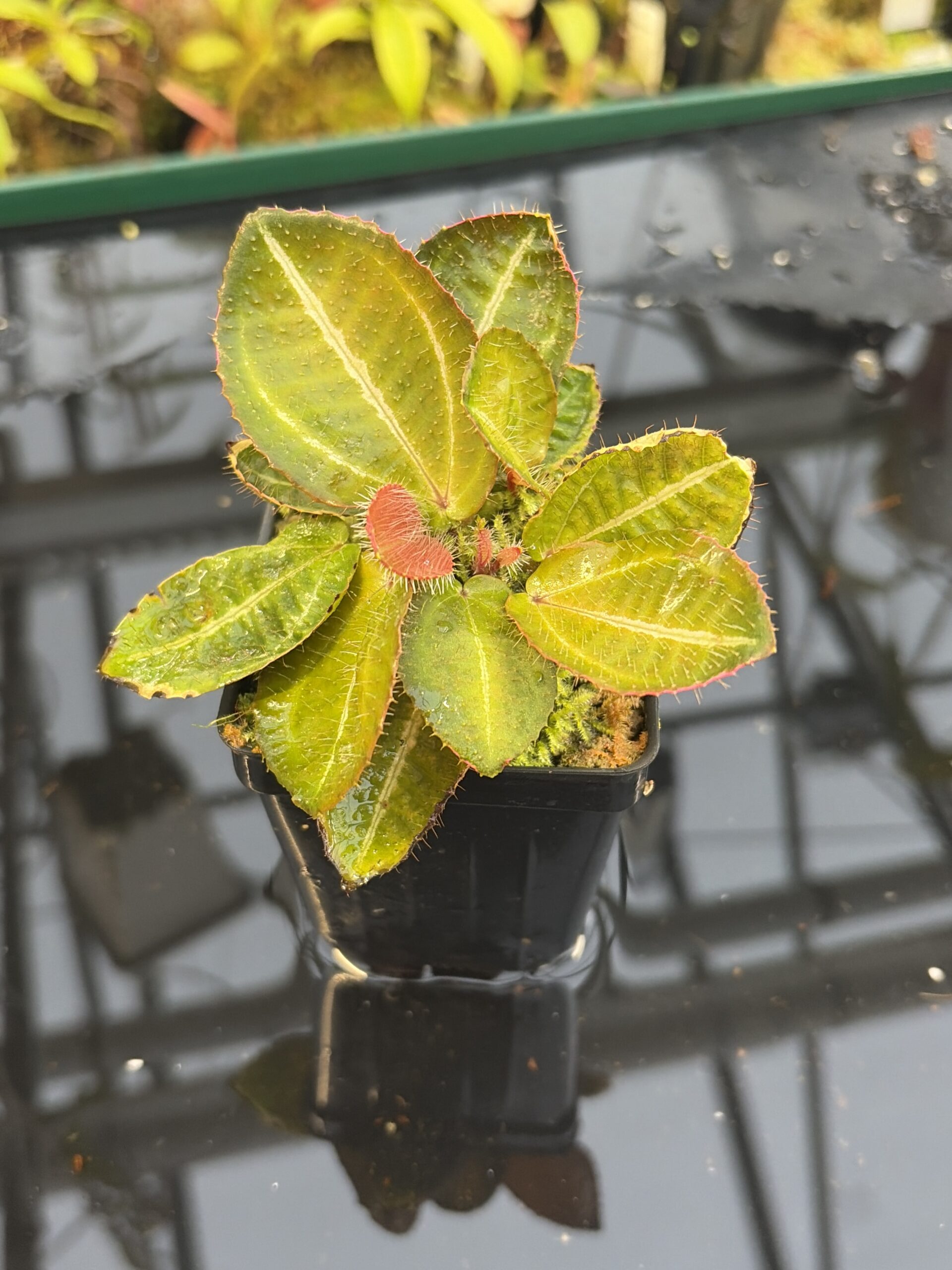 Close Up of Phyllagathis sp (Indonesia) | Florae Collaborative | | IN26947