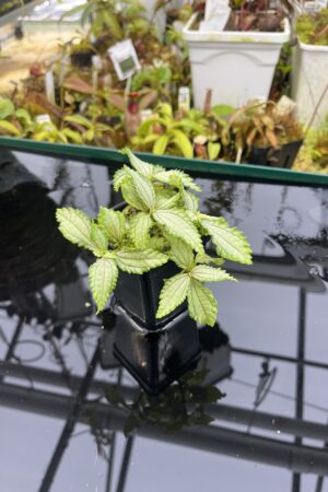 Close Up of Pilea sp (South America, Ecuador) | Florae Collaborative | | IN26849