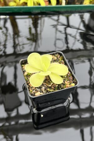 Close Up of Pinguicula Alfred Lau #13 | Florae Collaborative | | IN26833