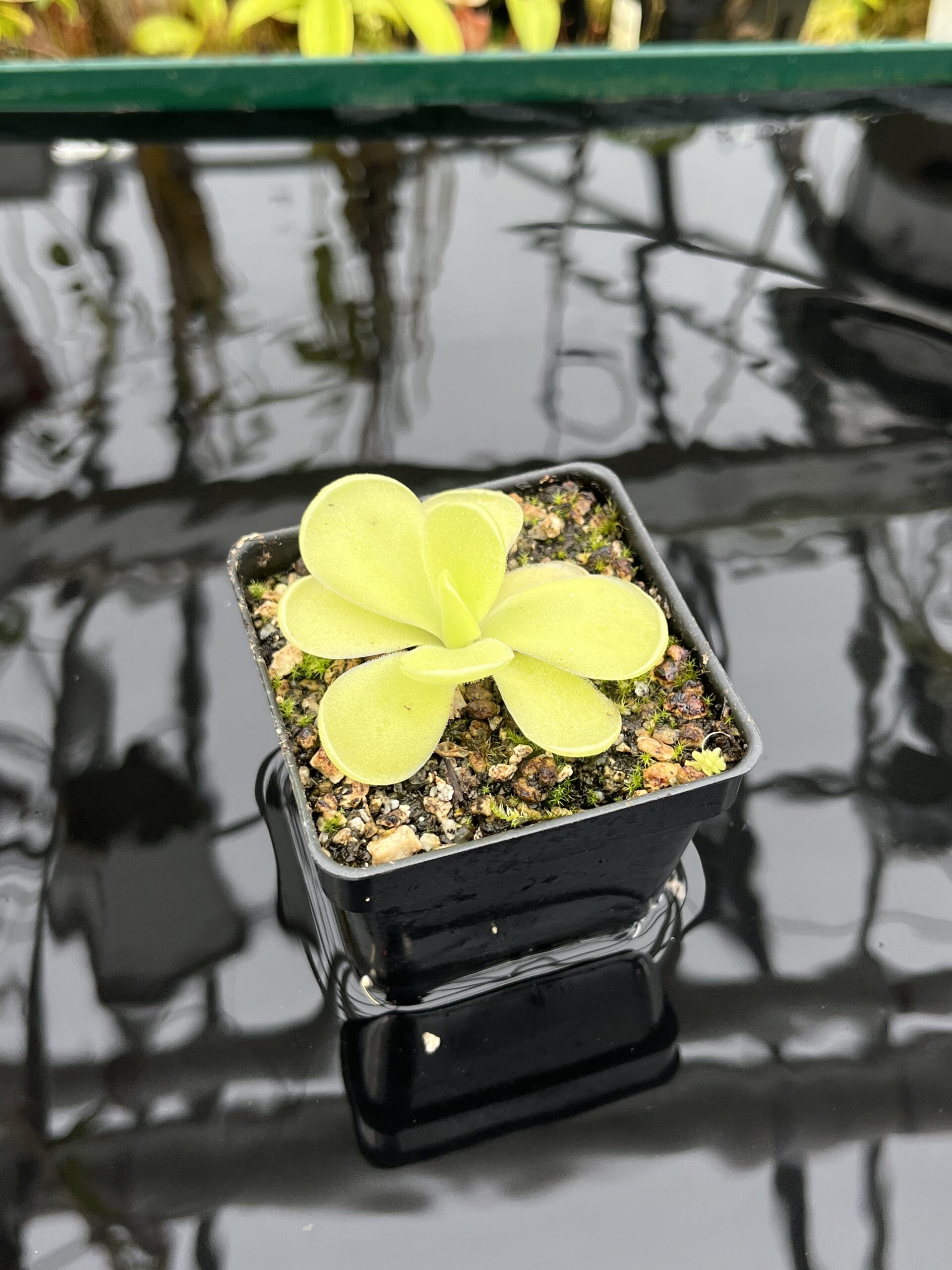 Close Up of Pinguicula Alfred Lau #13 | Florae Collaborative | | IN26833