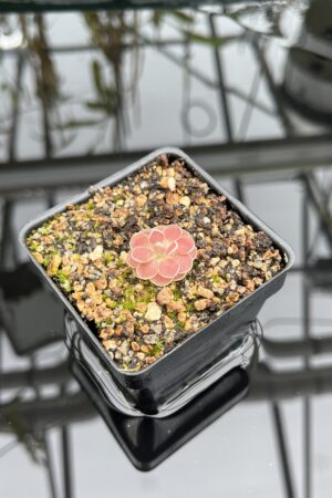 Close Up of Pinguicula cv. Florian {P. jaumavensis x debbertiana} | Best Carnivorous Plants | BCP-1398 | IN26830