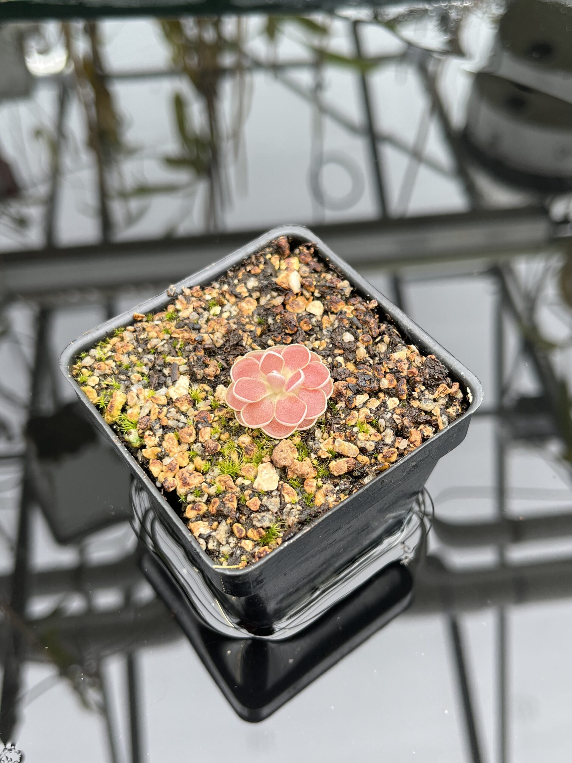 Close Up of Pinguicula cv. Florian {P. jaumavensis x debbertiana} | Best Carnivorous Plants | BCP-1398 | IN26830