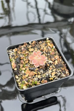 Close Up of Pinguicula debbertiana {metalic purple} | Best Carnivorous Plants | BCP-547 | IN26832