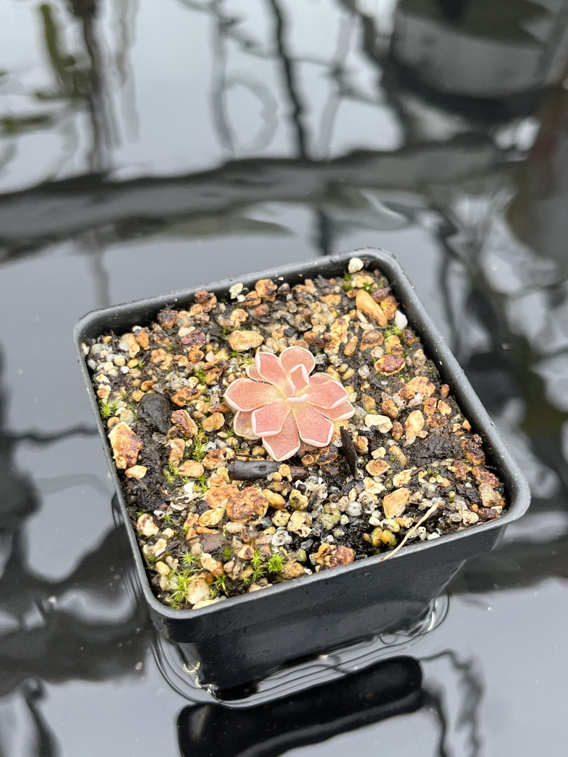 Close Up of Pinguicula debbertiana {metalic purple} | Best Carnivorous Plants | BCP-547 | IN26832