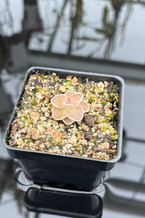 Close Up of Pinguicula ehlersiae {Ixmiquilpan, Hidalgo, Mex., BG Linz # 006} | Best Carnivorous Plants | BCP-561 | IN26829