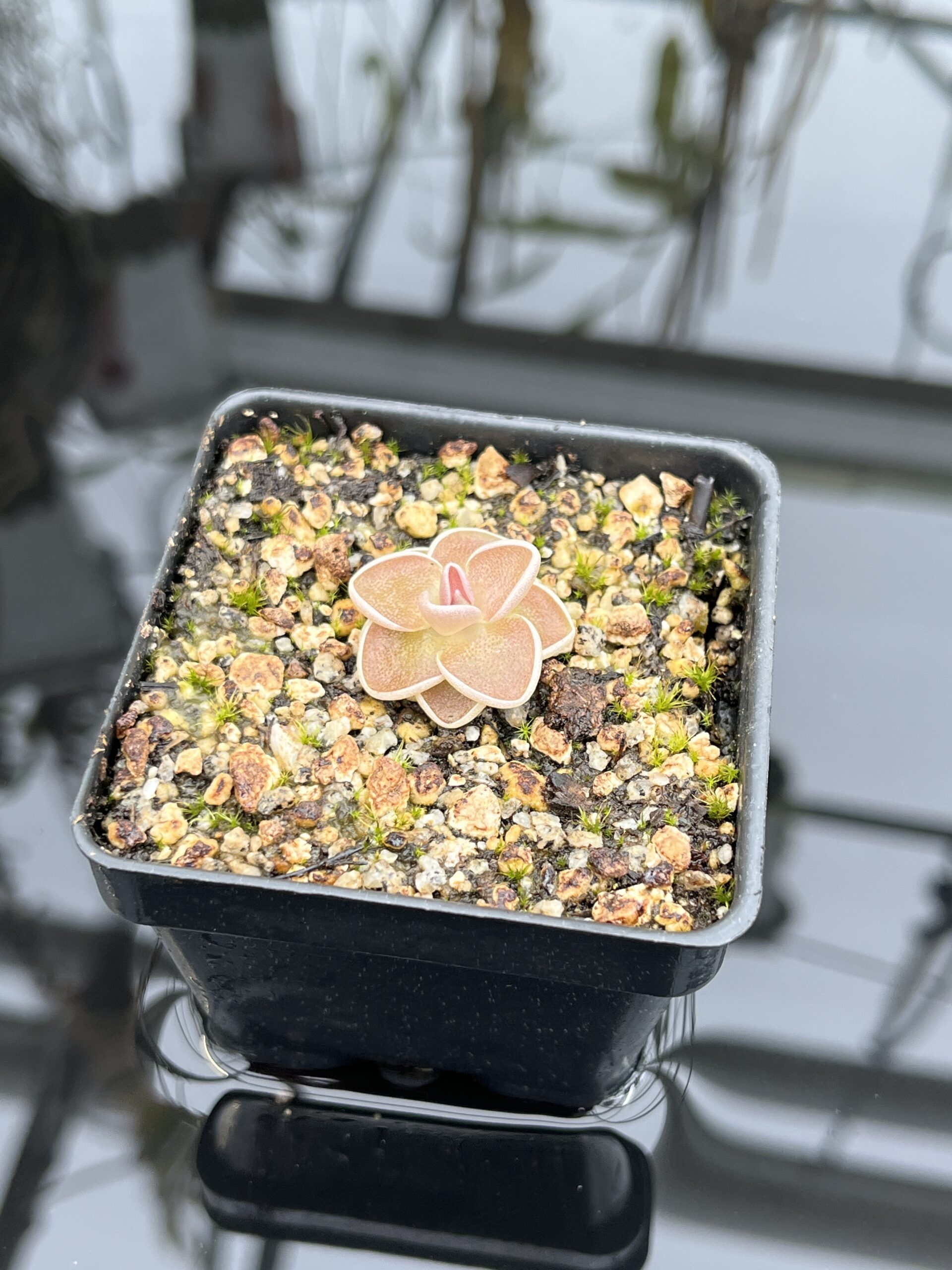 Close Up of Pinguicula ehlersiae {Ixmiquilpan, Hidalgo, Mex., BG Linz # 006} | Best Carnivorous Plants | BCP-561 | IN26829