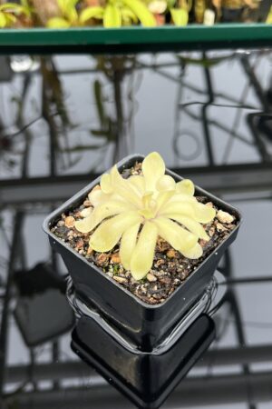 Close Up of Pinguicula gypsicola x hemiepiphytica | Best Carnivorous Plants | BCP-1803 | IN26837