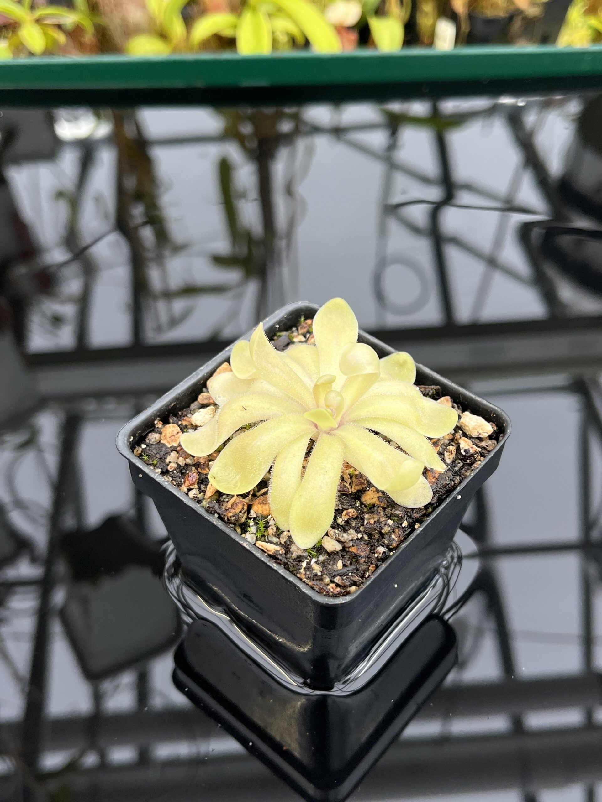 Close Up of Pinguicula gypsicola x hemiepiphytica | Best Carnivorous Plants | BCP-1803 | IN26837