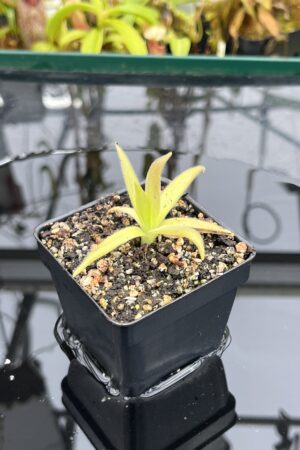 Close Up of Pinguicula (heterophylla x medusina) x gigantea {white flower} | Best Carnivorous Plants | BCP-680 | IN26840