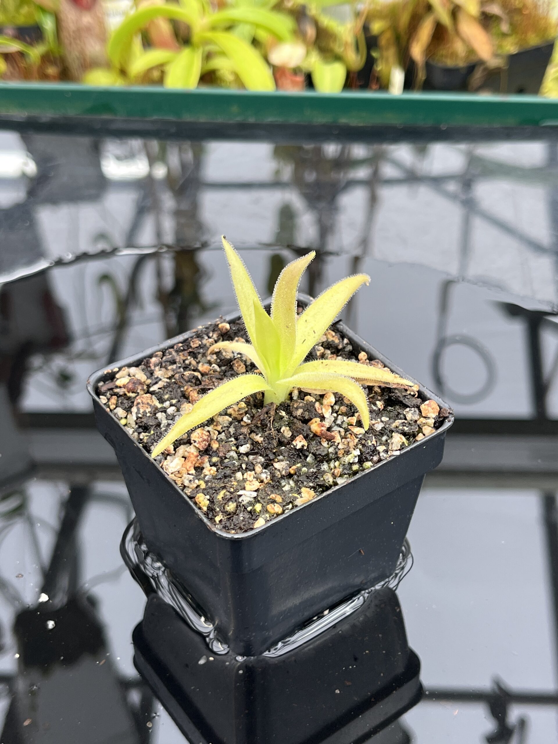 Close Up of Pinguicula (heterophylla x medusina) x gigantea {white flower} | Best Carnivorous Plants | BCP-680 | IN26840