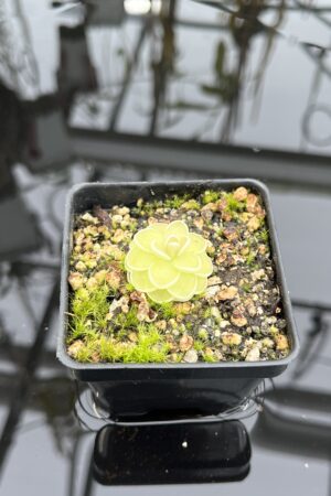 Close Up of Pinguicula jaumavensis {L90-14} | Best Carnivorous Plants | BCP-558 | IN26835