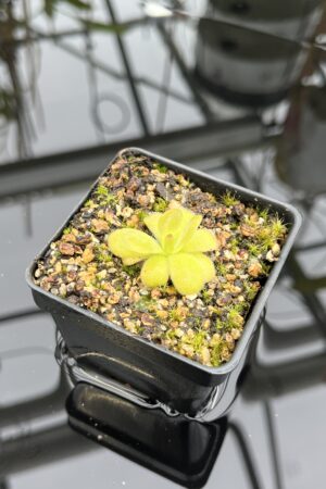 Close Up of Pinguicula martinezii | Best Carnivorous Plants | BCP-2222 | IN26831