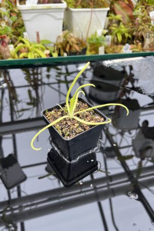 Close Up of Pinguicula moctezumae | Best Carnivorous Plants | BCP-670 | IN26836