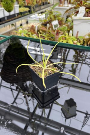 Close Up of Pinguicula moctezumae {very big flower, clone selected from seeds collected on a type locality} | Best Carnivorous Plants | BCP-2018 | IN26828