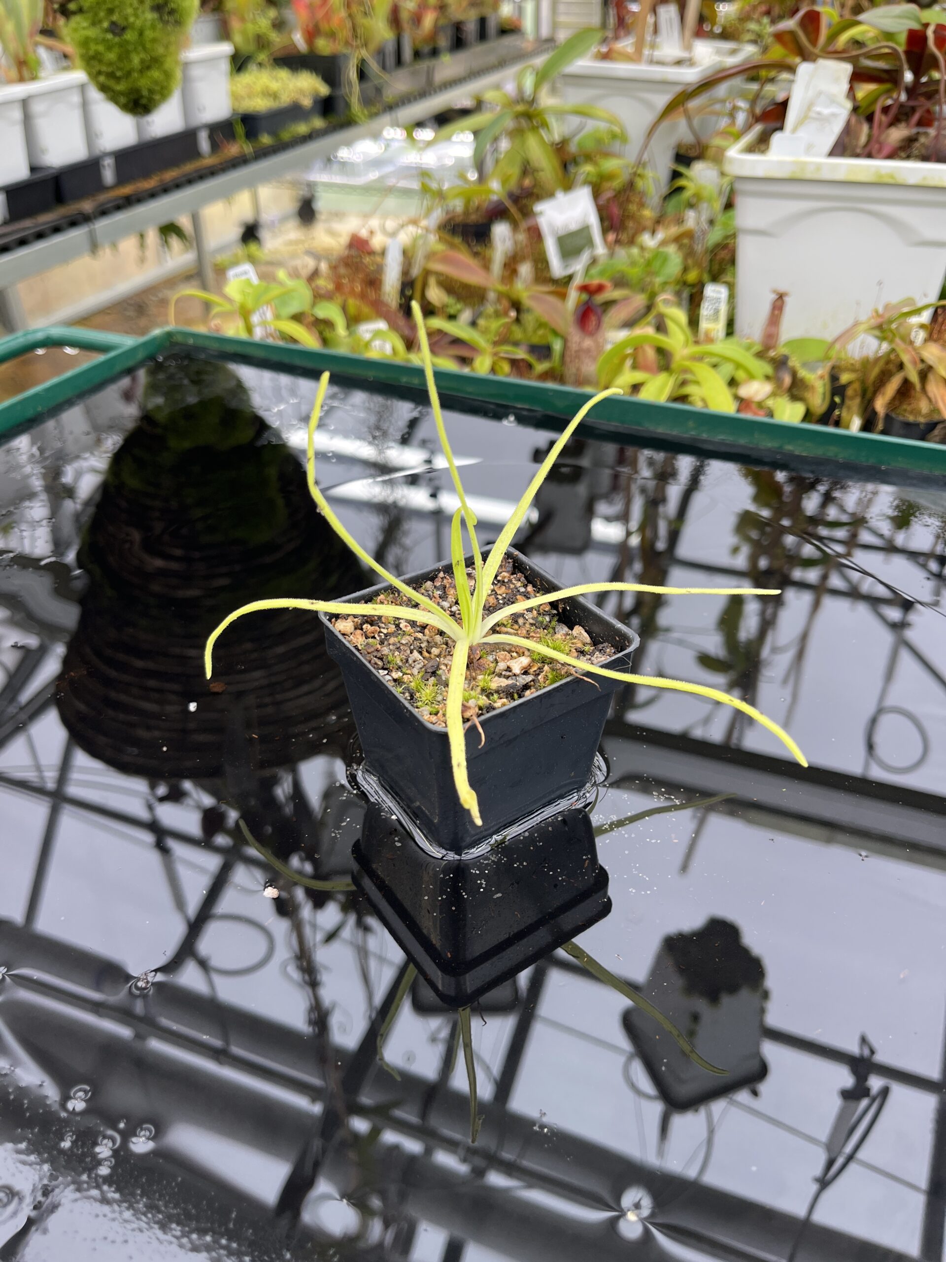Close Up of Pinguicula moctezumae {very big flower, clone selected from seeds collected on a type locality} | Best Carnivorous Plants | BCP-2018 | IN26828