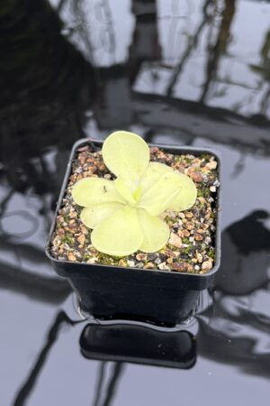 Close Up of Pinguicula pilosa {P. spec. Tamaulipas} | Best Carnivorous Plants | BCP-1355 | IN26834