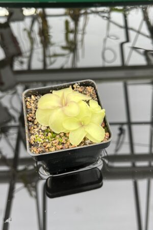 Close Up of Pinguicula pilosa x emarginata | Florae Collaborative | | IN26838